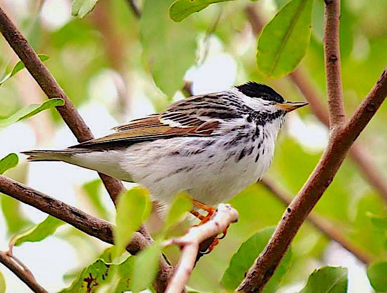 Blackpoll Warbler, Man-o-War Cay, Abaco (Charmaine Albury)