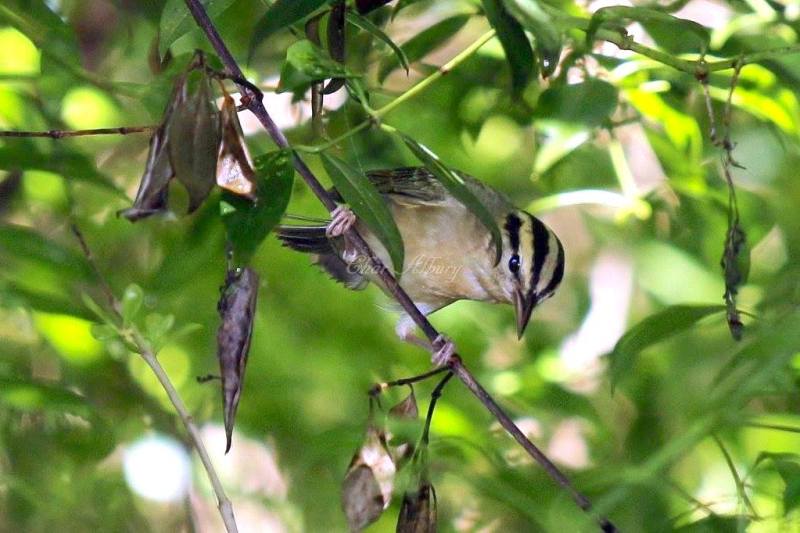 Worm-eating Warbler, Man-o-War Cay Abaco (Charmaine Albury)