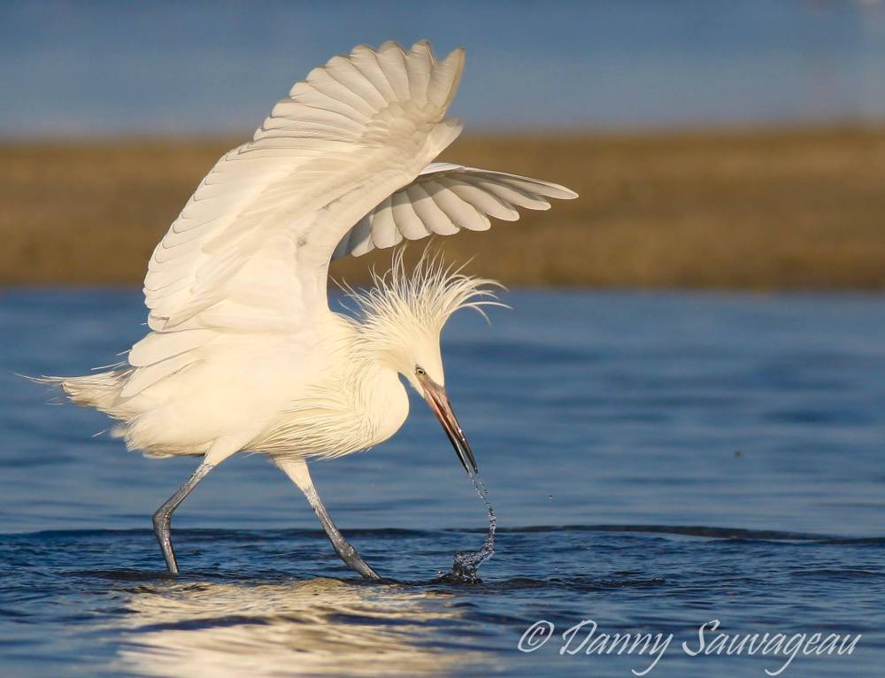 Reddish Egret (White Morph) Hunting - Danny Sauvageau