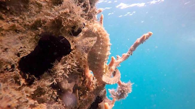 Seahorse (Adam Rees / Scuba Works)