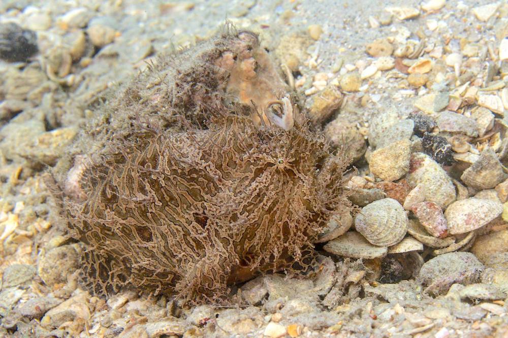 Frogfish (Adam Rees / Scuba Works) 
