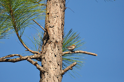 bahama-nuthatch-owl-hole-rd-grand-bahama-bruce-purdy