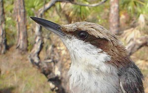 bahamas_nuthatch-birdlife-org