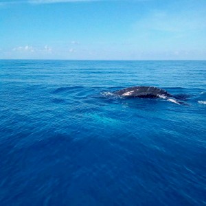 bmmro-humpbacks-4
