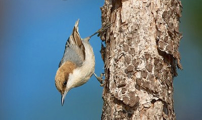 Bahama Nuthatch (Erika Gates / Bahamas Weekly Article)