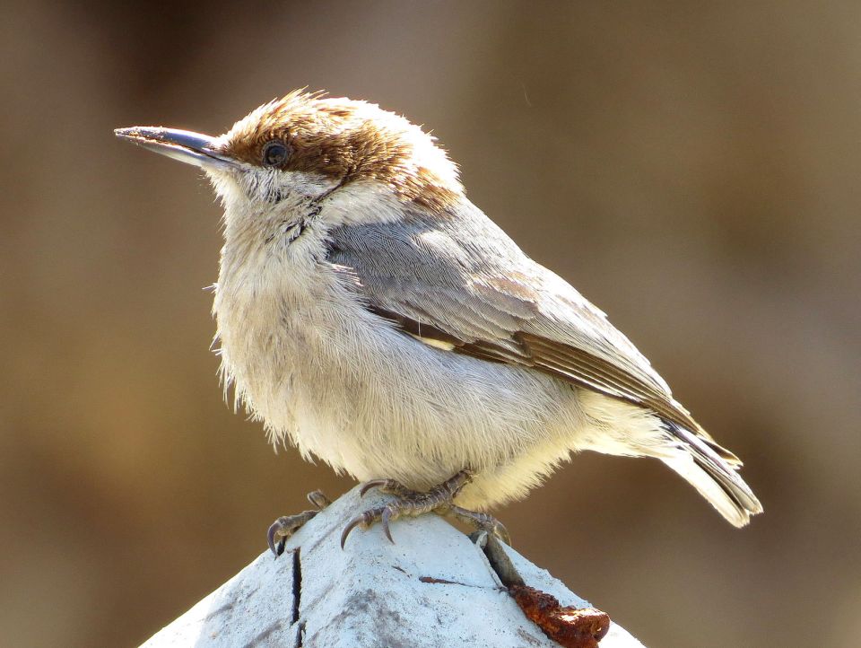 brown-headed_nuthatch-david-hill-sc