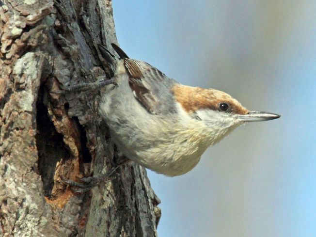 brown-headed_nuthatch-dick-daniels-nc-wiki