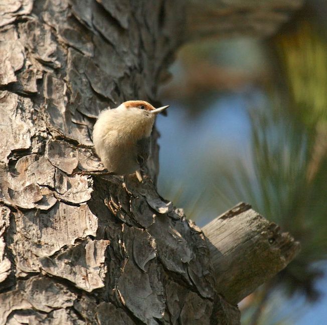 brown-headed_nuthatch-matt-tillett-md_
