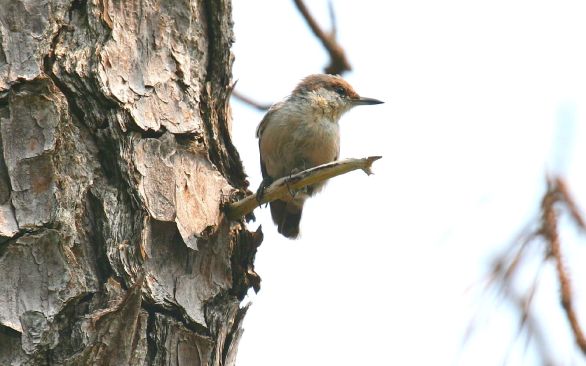 brown-headed_nuthatch-matt-tillett-md_5
