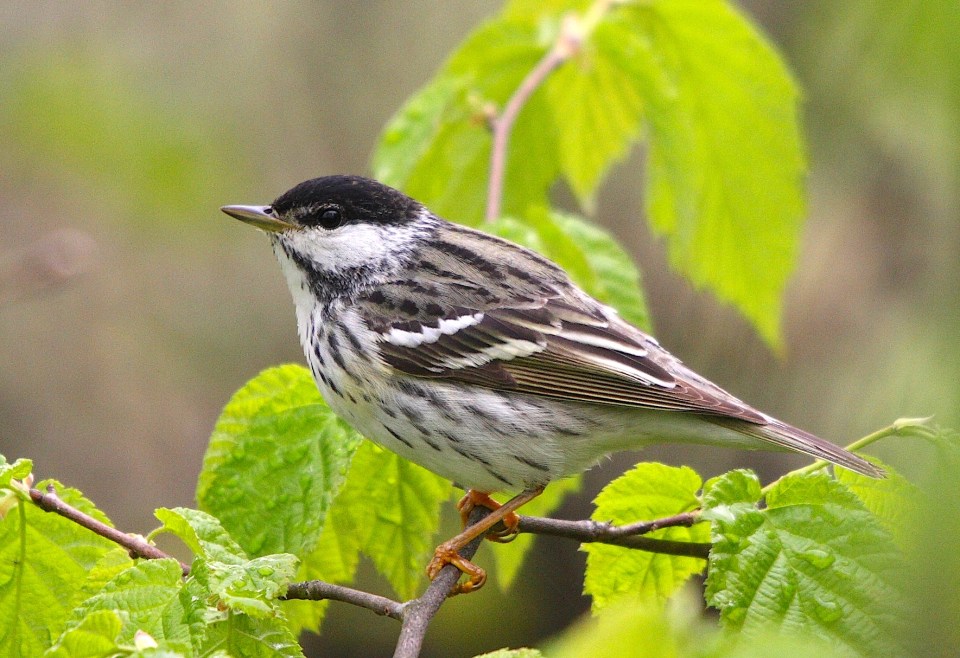 Blackpoll Walbler dendroica_striata_mn-cephas-wiki