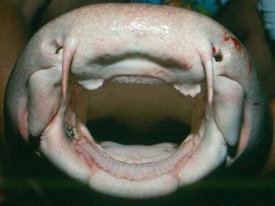 ginglymostoma_cirratum_head