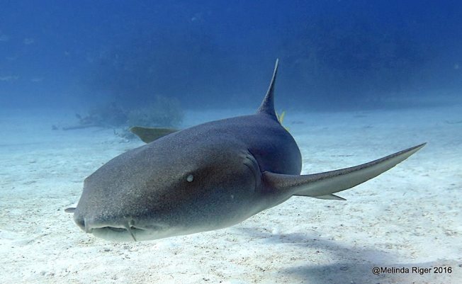 nurse-shark-8-16-melinda-riger-gb-scuba