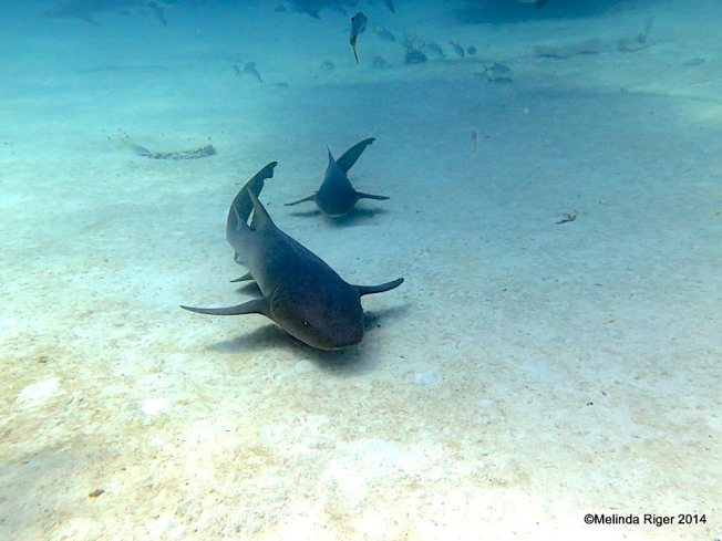 nurse-sharks-x2-plus-reef-sharks-melinda-riger-g-b-scuba
