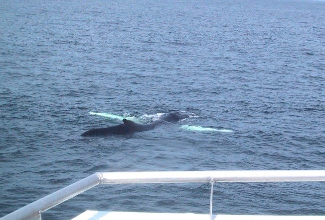 stellwagen-humpbacks-keith-salvesen-2