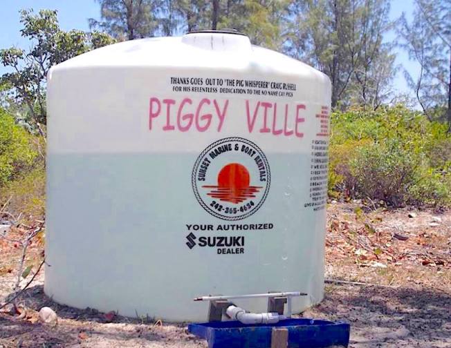 swimming-pigs-of-no-name-cay-abaco-barefoot-sailor