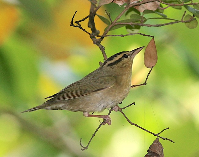 worm-eating_warbler-tom-friedel-birdphotos-com-wiki