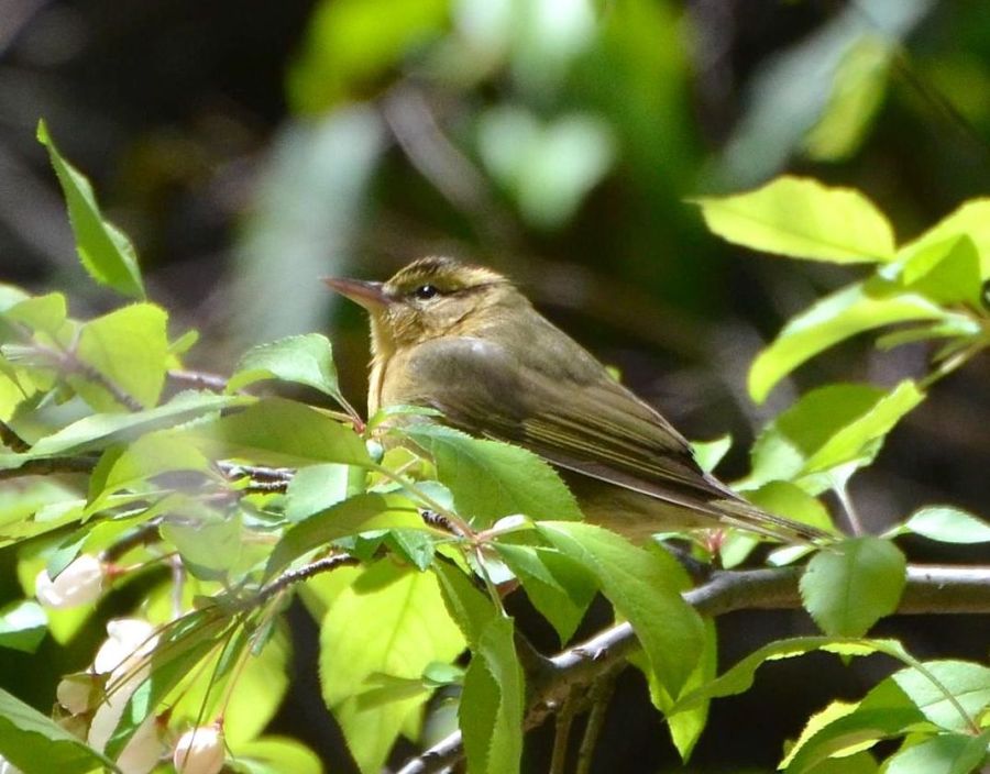 worm-eating_warbler_Andy Reago & Chrissy McClarren wiki