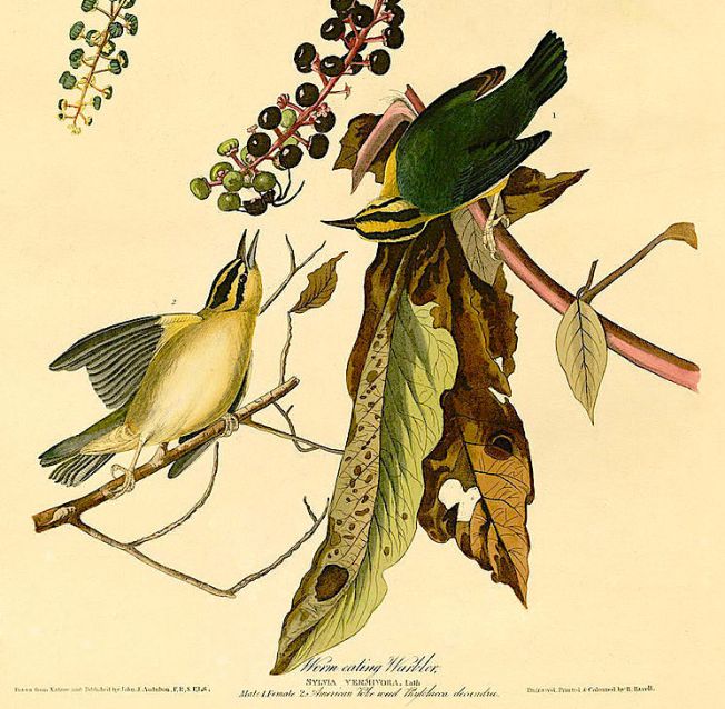 worm_eating_warbler_audubon-copy