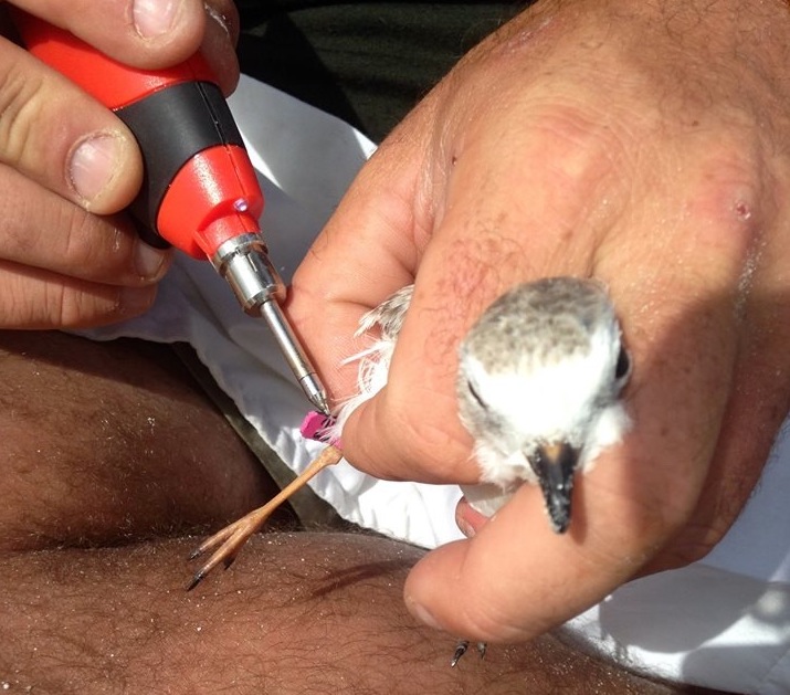 PIPL PINK22 Harry Potter π Stehanie Egger copy