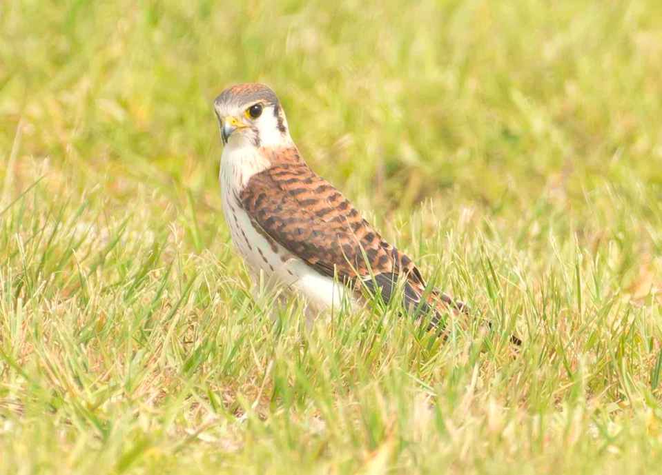 american-kestrel-abaco-bahamas-tom-sheley-copy