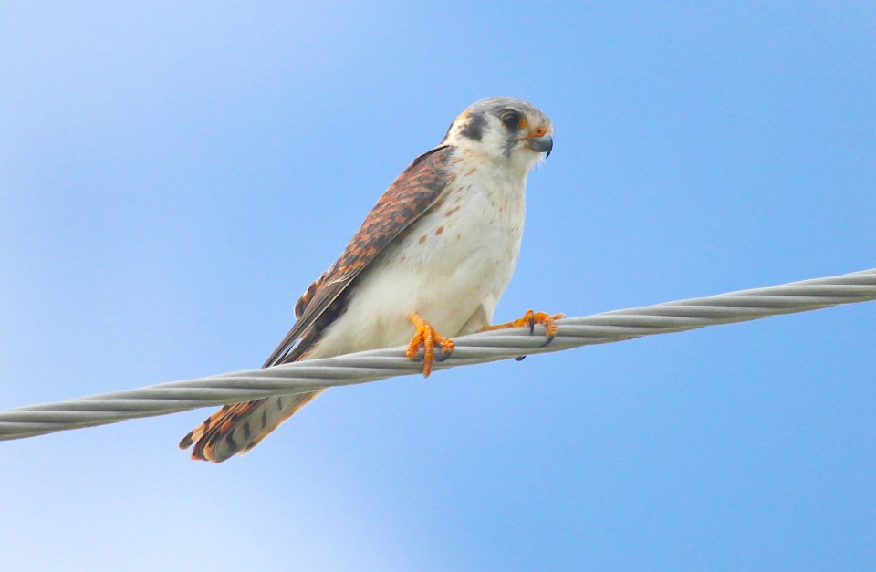 american-kestrel-abaco-peter-mantle-copy