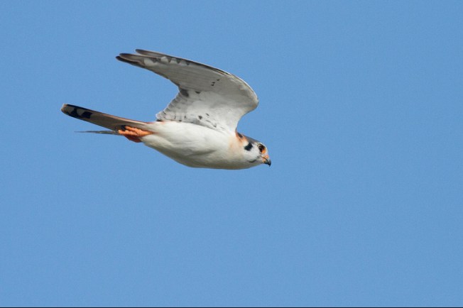 American Kestrel, Abaco (Tom Reed)