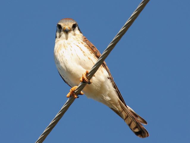 american-kestrel-f-abaco-bruce-hallett-img_1235-copy