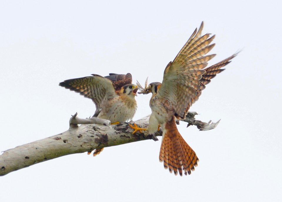 american-kestrel-feeding-fledgling-2-delphi-club-abaco-bahamas-tom-sheley