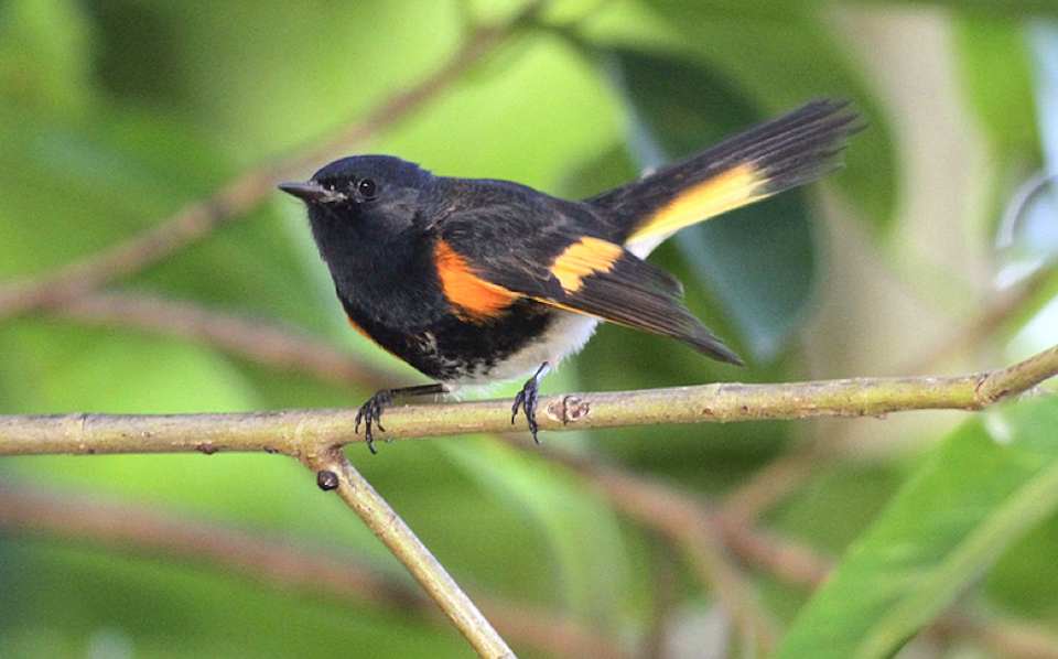 american-redstart-abaco-bahamas-gerlinde-taurer-3