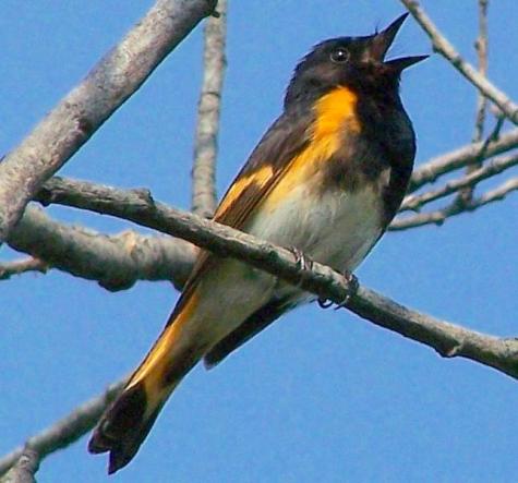 american-redstart-male-wiki