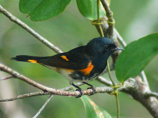 bahamas-american-redstart-bm-oct-2010-copy-2