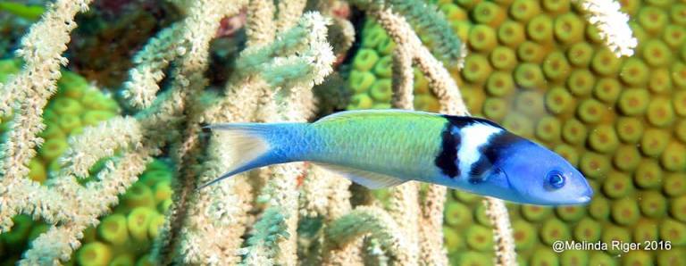 Blue Head Rass BLUEHEAD WRASSE: PRIVATE LIFE LAID BARE | ROLLING HARBOUR ABACO