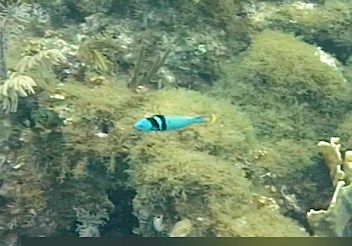 bluehead-wrasse-fowl-cay-mr-abaco