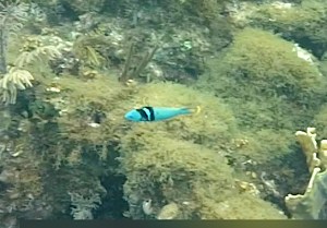 bluehead-wrasse-fowl-cay-mr-abaco