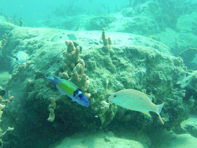 bluehead-wrasse-grunt-adam-rees