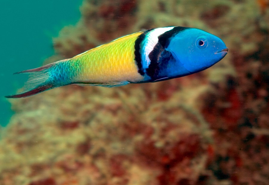 bluehead_wrasse_thallasoma_bifasciatum_oregonstate-edu-pinterest