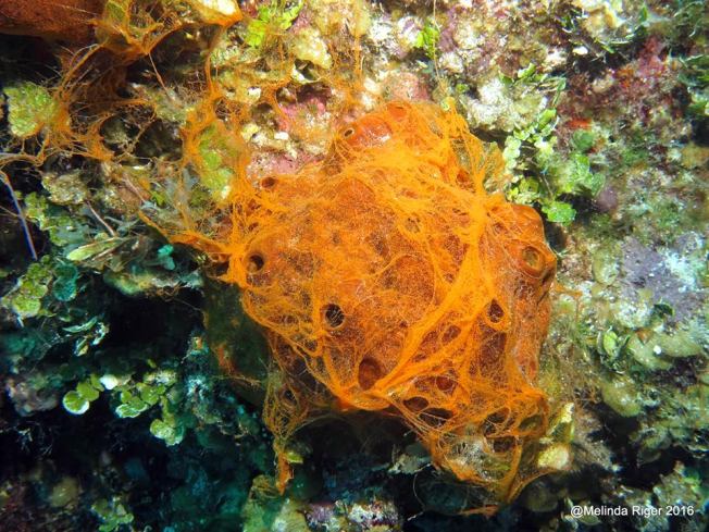 brown-encrusting-sponge-spawning-melinda-riger-g-b-scuba