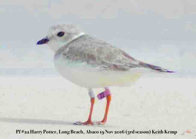 Harry-Potter-pf22-Long Beach, Abaco, Keith Kemp 19-11-16