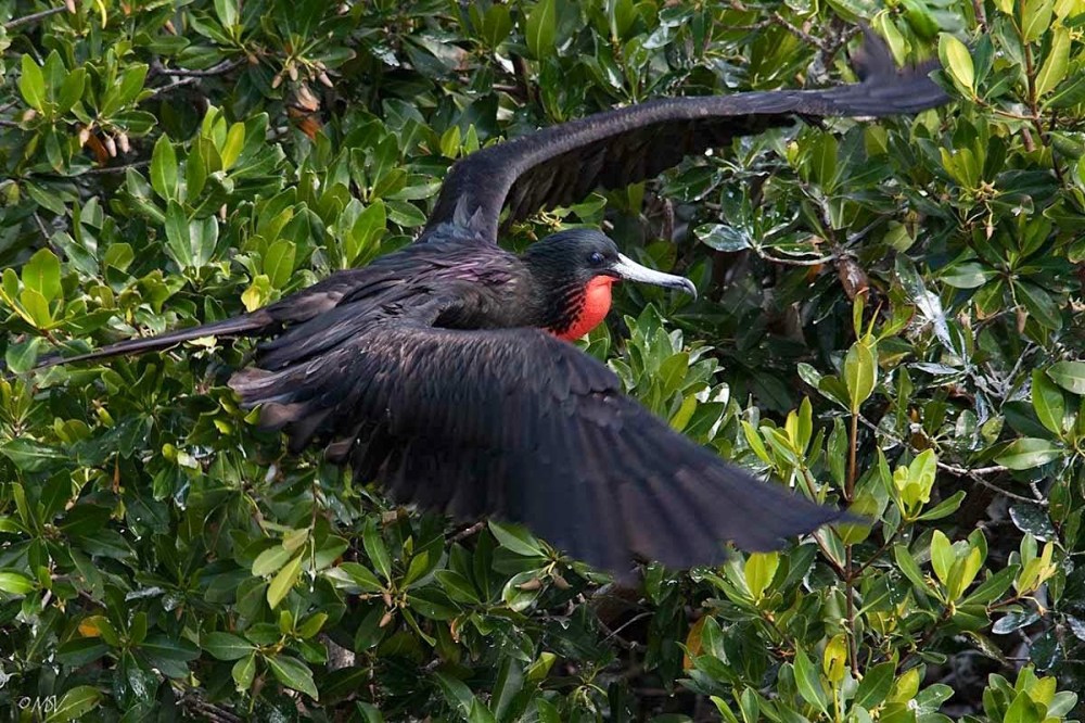 Magnificent Frigatebird (m) - Michael Vaughn