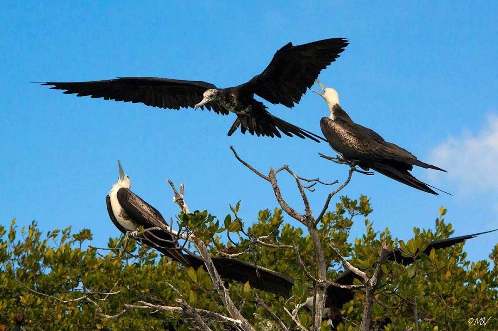 Magnificent Frigatebirds (juv) - Michael Vaughn