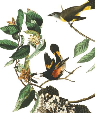 plate-40-american-redstart-final