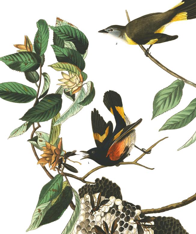 plate-40-american-redstart-final