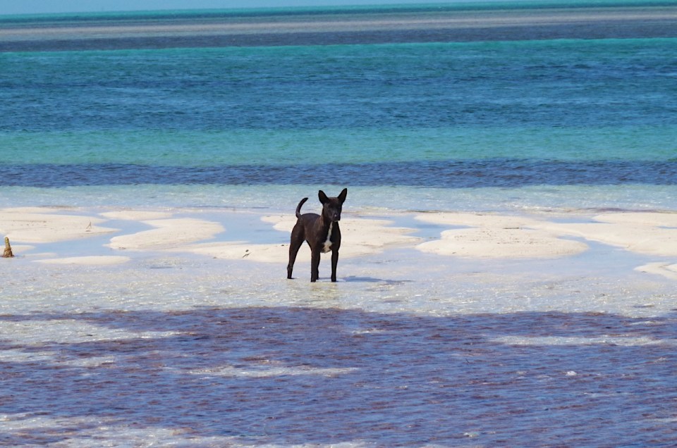 potcakes-at-sandy-point-abaco-10