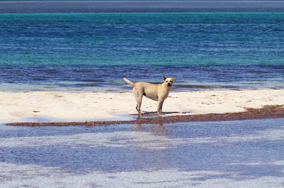 potcakes-at-sandy-point-abaco-3