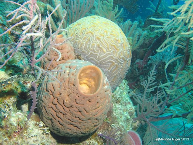 sponges-and-coral-on-the-reef