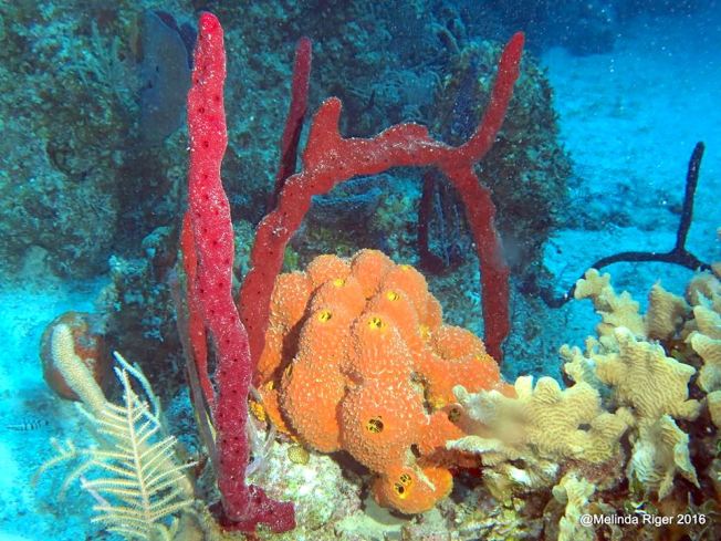 sponges-melinda-riger-g-b-scuba