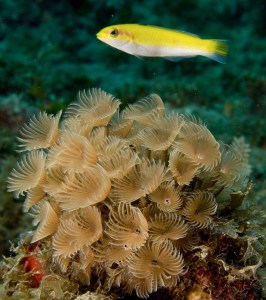 BLUEHEAD WRASSE: PRIVATE LIFE LAID BARE | ROLLING HARBOUR ABACO