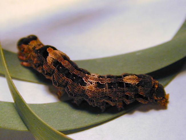 Black Witch moth larva - Ascalapha odorata - wiki