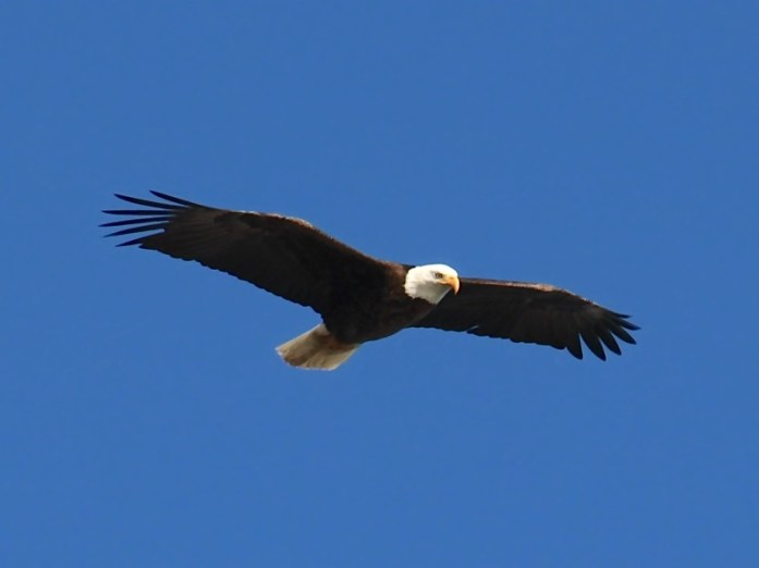 Bald Eagle [Abaco, Bahamas sighting - David R Tribble / open source image]