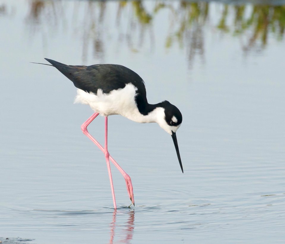 black-necked-stilt-abaco-bahamas-tom-sheley-sm